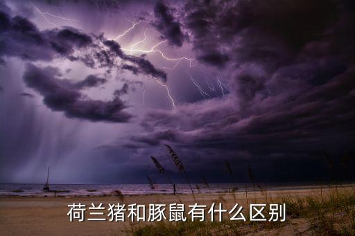 荷兰猪和豚鼠有什么区别