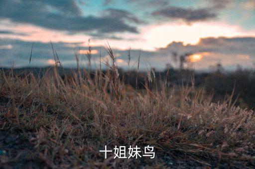 十姐妹鸟，十姐妹鸟多大一只幼鸟和成年鸟