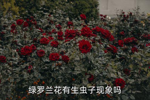 绿罗兰花有生虫子现象吗