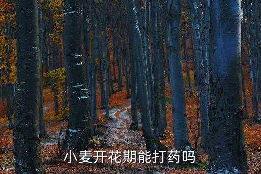 小麦开花期能打药吗