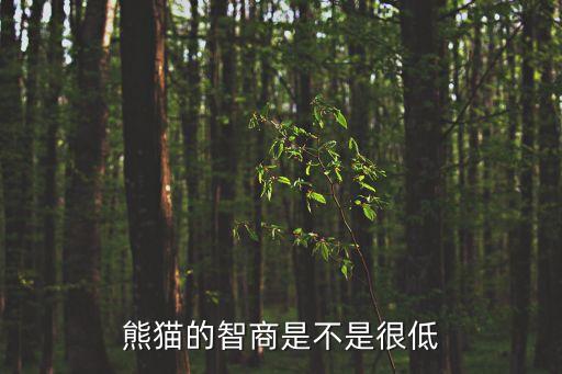 熊猫的智商是不是很低