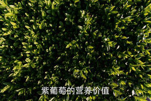 紫葡萄的营养价值