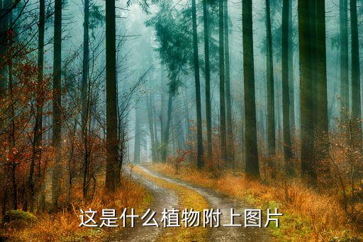 这是什么植物附上图片