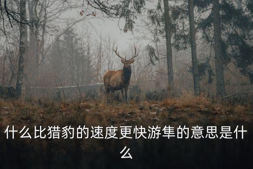 什么比猎豹的速度更快游隼的意思是什么