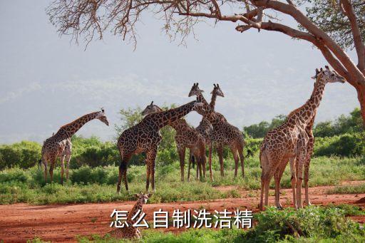 怎么自制洗洁精