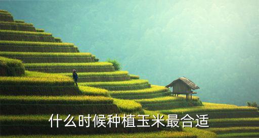 什么时候种植玉米最合适