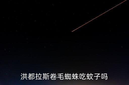 蜘蛛吃蚊子吗，洪都拉斯卷毛蜘蛛吃蚊子吗