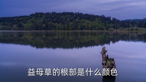 益母草的根部是什么颜色