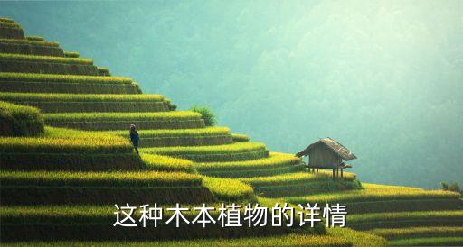 黑榆，榆树是什么树宁乡有吗