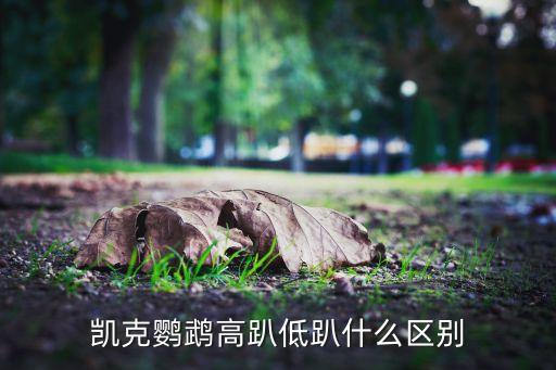 凯克鹦鹉高趴低趴什么区别