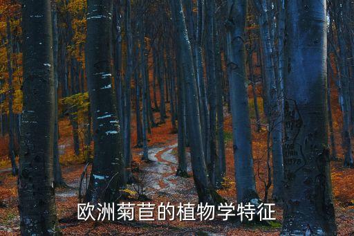 欧洲菊苣，玉兰菜的介绍