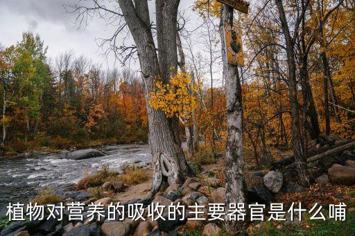 植物的营养器官，植物体吸收营养物质的主要器官是什么