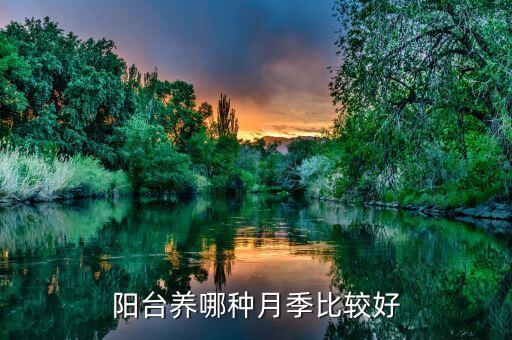 阳台月季，阳台养哪种月季比较好