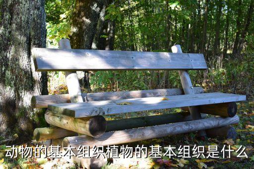 动物的基本组织植物的基本组织是什么