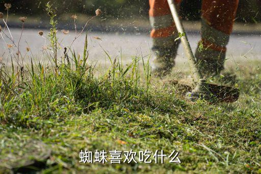 蜘蛛吃什么，蜘蛛喜欢吃什么