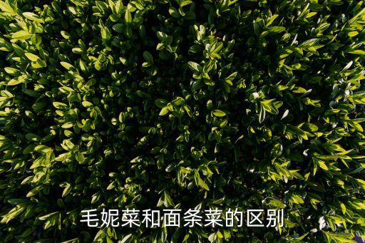 毛妮菜，有没有认识的求高手解答