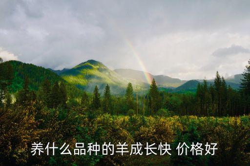 养什么品种的羊成长快 价格好