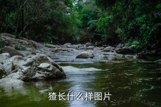 狗獾子，狗獾子怎么吃才有营养