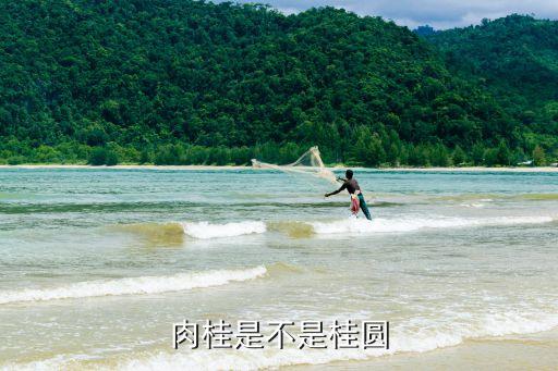 肉桂是不是桂圆