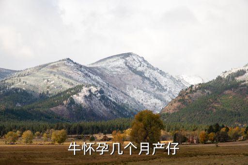 牛怀孕几个月生产，牛怀孕几个月产仔