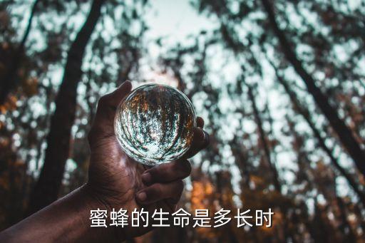 蜜蜂的寿命有多长，蜜蜂的寿命是多少年