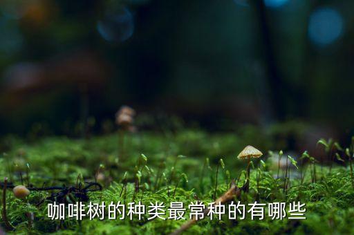 咖啡树，咖啡树属于什么灌木或乔木
