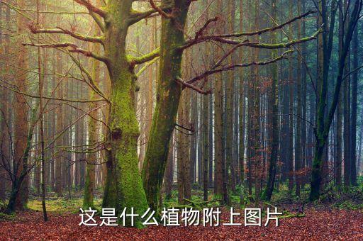 二荆条图片，偷星图片