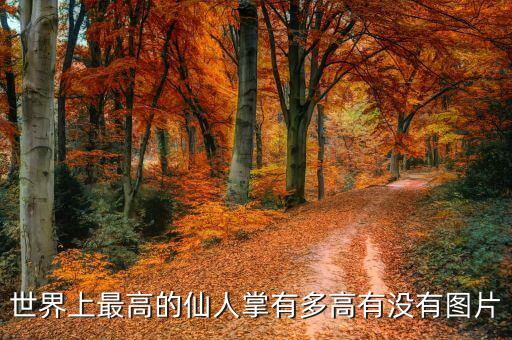 世界上最高的仙人掌有多高有没有图片