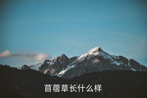 苜蓿草长什么样，真正的四叶草长什么样子具体点