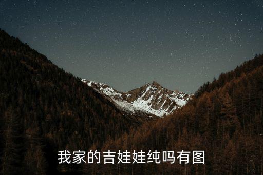 我家的吉娃娃纯吗有图