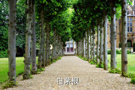 白茅根功效，白茅根煮水喝有什么作用