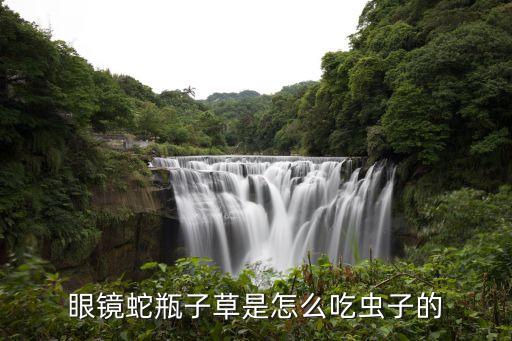 眼镜蛇瓶子草是怎么吃虫子的