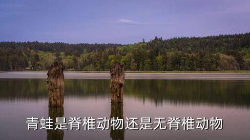 青蛙是脊椎动物还是无脊椎动物