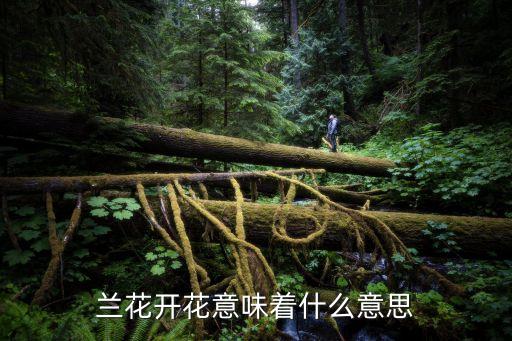 兰花开花，兰花什么时候开花