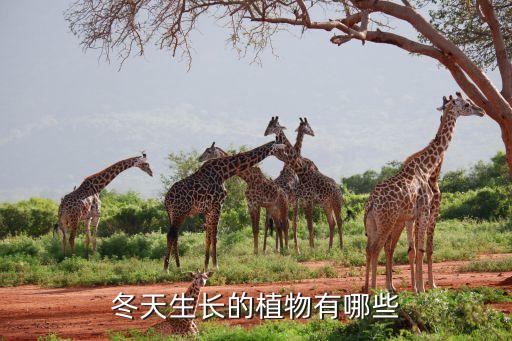 冬天有哪些植物，冬季有哪些植物