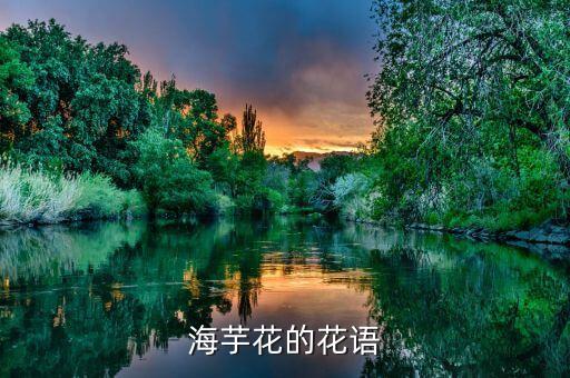 海芋花的花语
