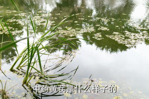 黄芪是什么样子的，黄芪长什么样