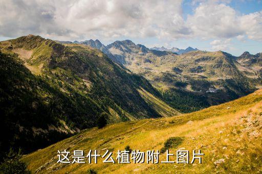这是什么植物附上图片