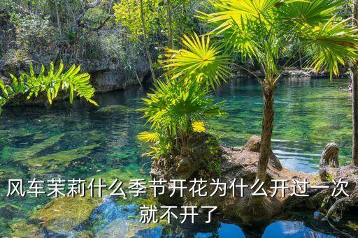 风车茉莉什么季节开花为什么开过一次就不开了
