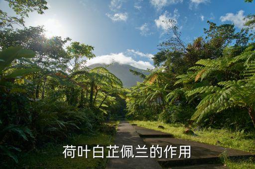 佩兰的功效，荷叶白芷佩兰的作用