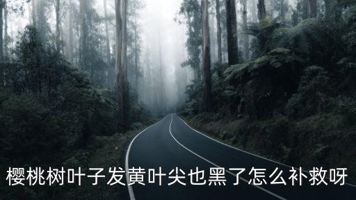 樱桃树叶子发黄叶尖也黑了怎么补救呀
