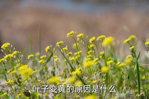 叶子发黄是什么原因，为什么叶子会变黄呢