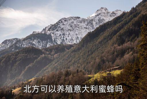 北方可以养殖意大利蜜蜂吗