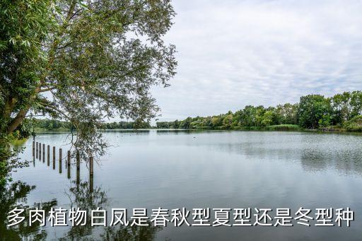 白凤多肉，多肉植物白凤是春秋型夏型还是冬型种