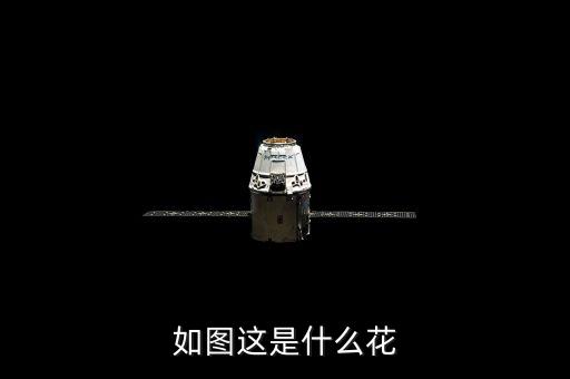 如图这是什么花
