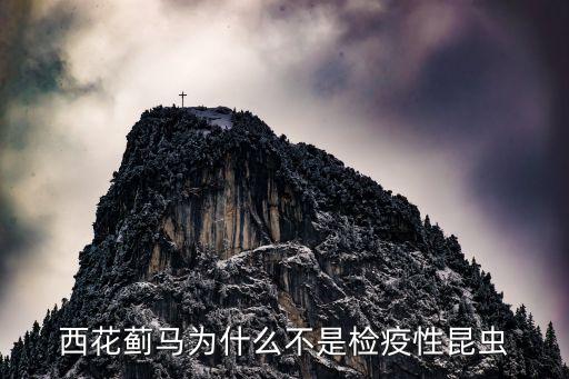西花蓟马为什么不是检疫性昆虫