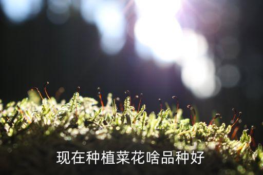 菜花种子品种大全，早春花菜什么品种好