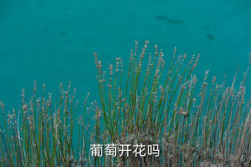 葡萄开花，葡萄开花吗