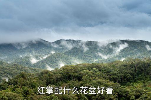 红掌配什么花盆好看