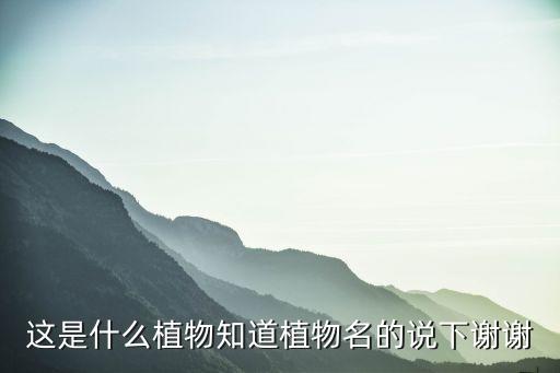 这是什么植物知道植物名的说下谢谢